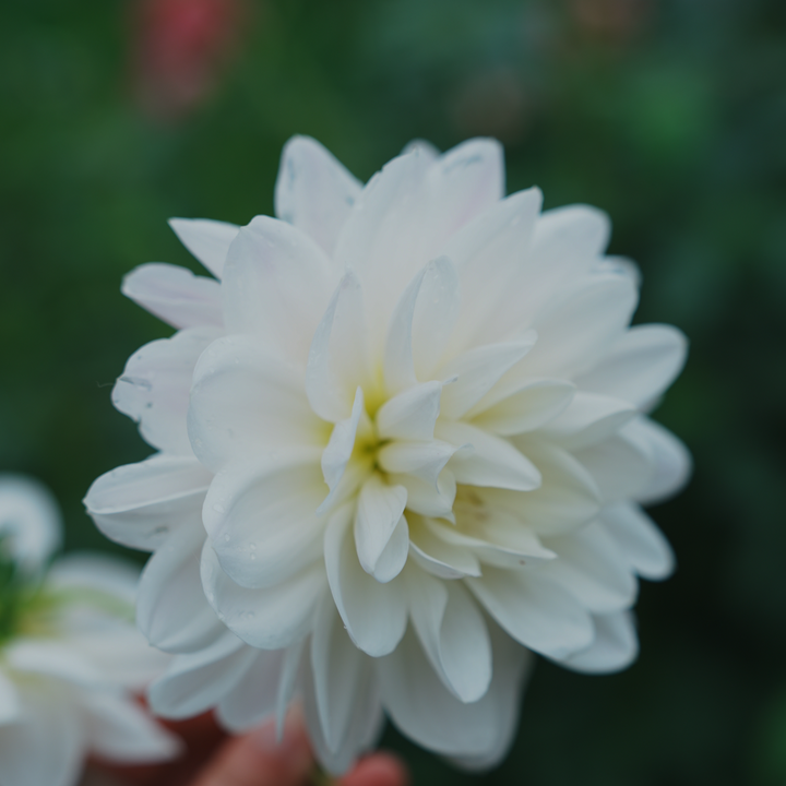 White Ballerina