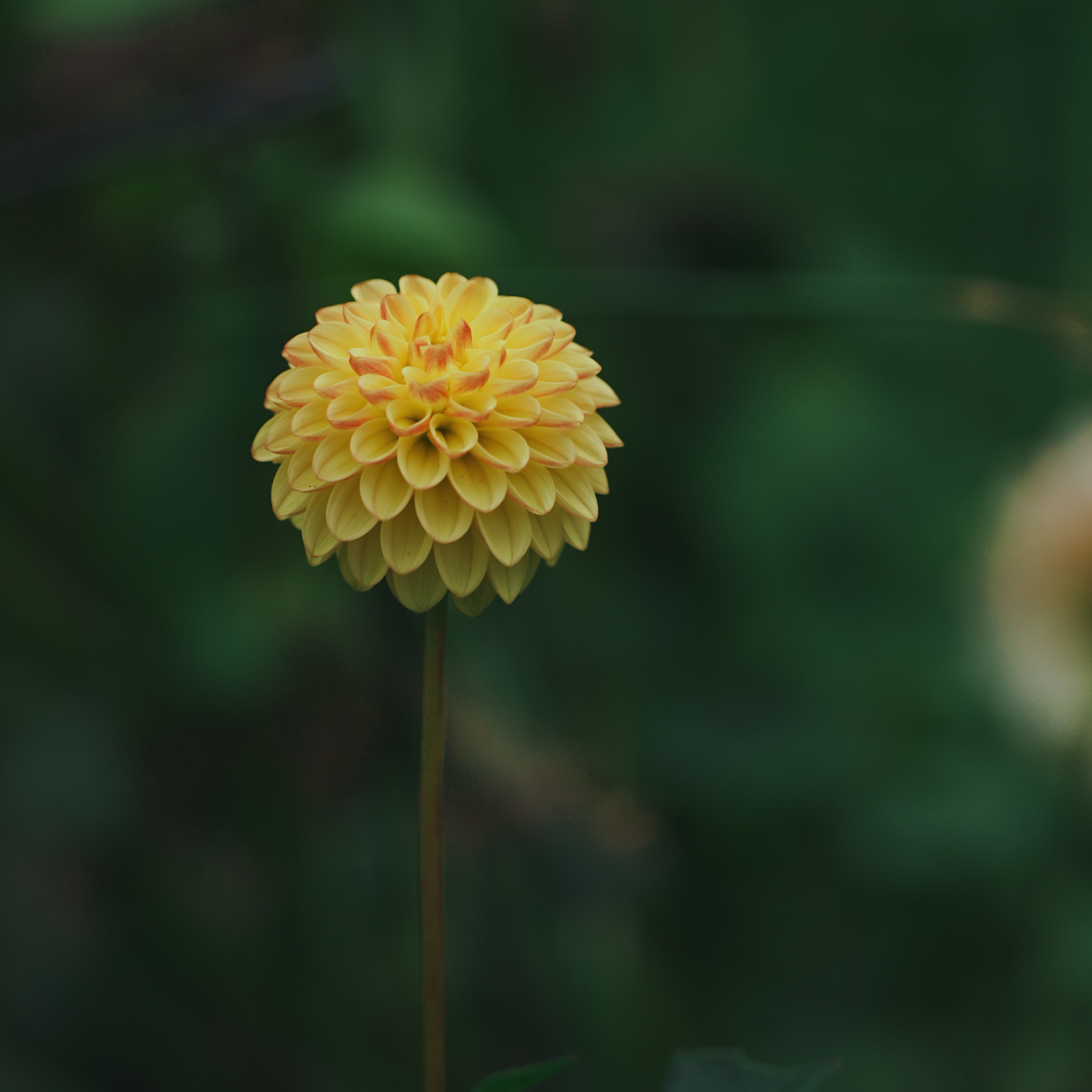 Buttercup
