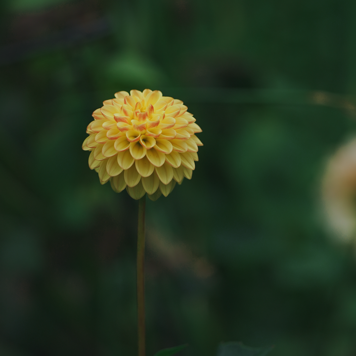 Buttercup