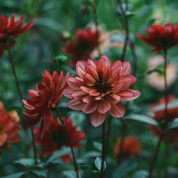 Unfurling’s Sweet Earth
