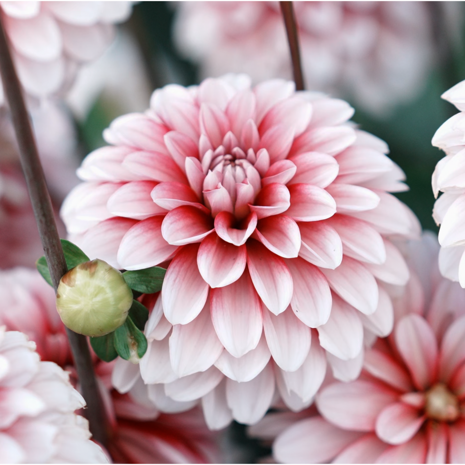 Strawberry Cream