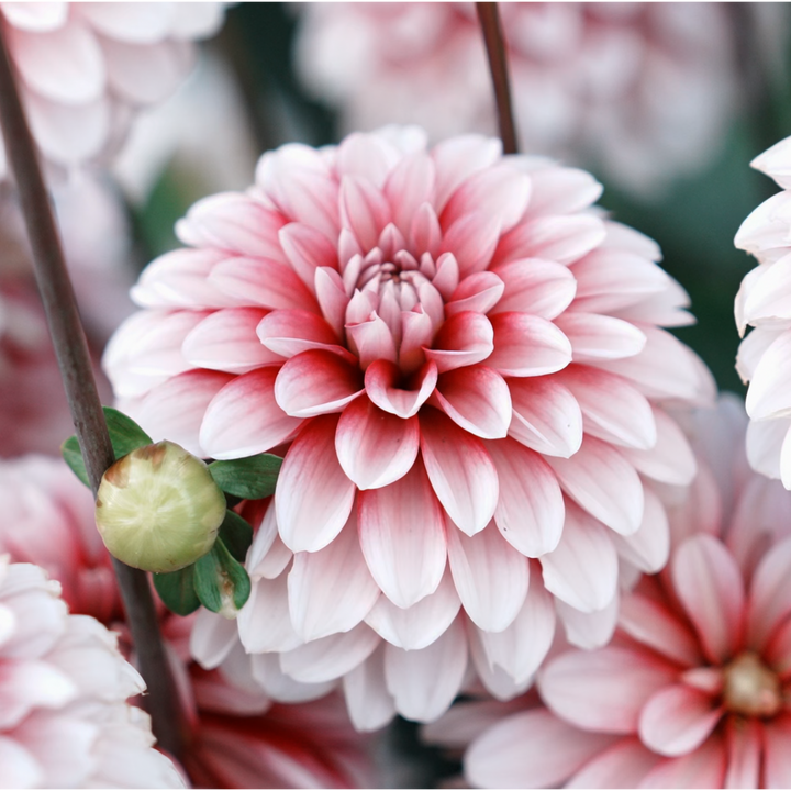 Strawberry Cream