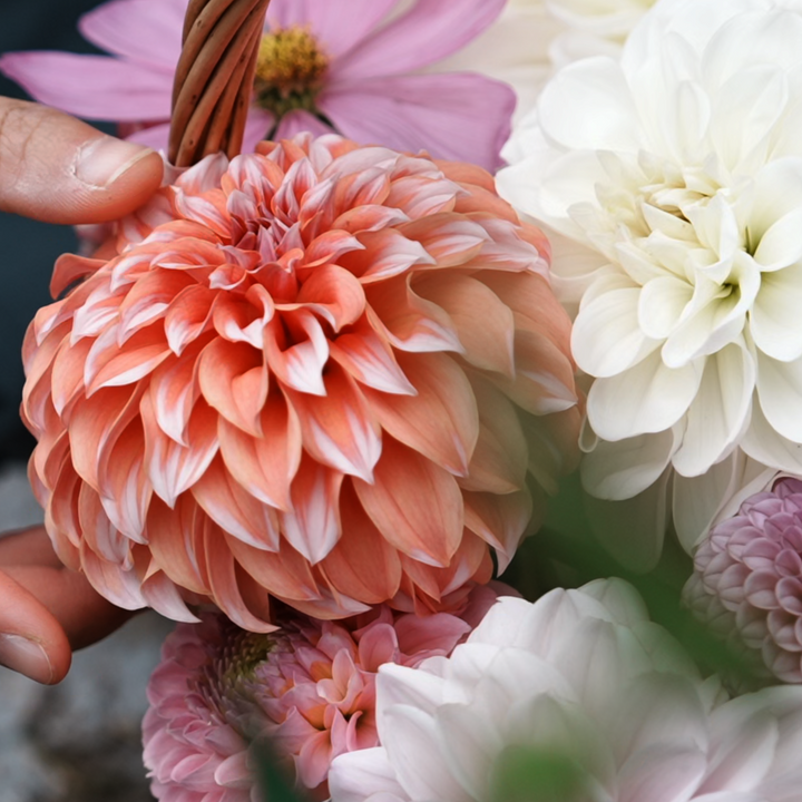 Peach ’n Cream Orange