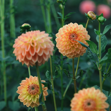 Blyton Soft Gleam