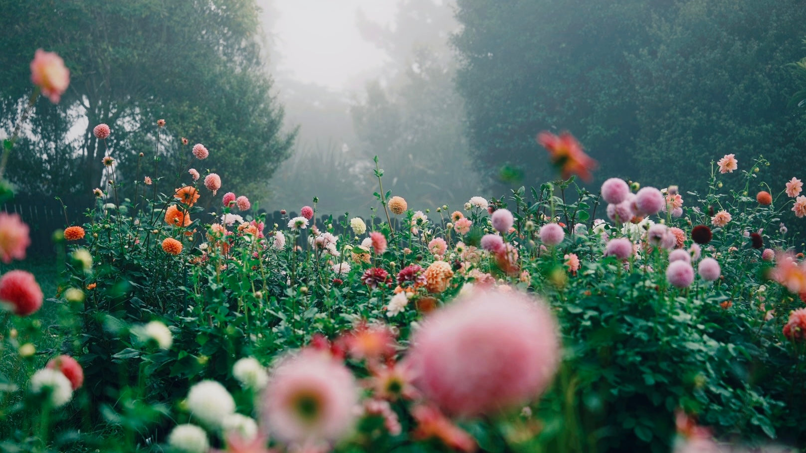 Dahlias flowering outdoors