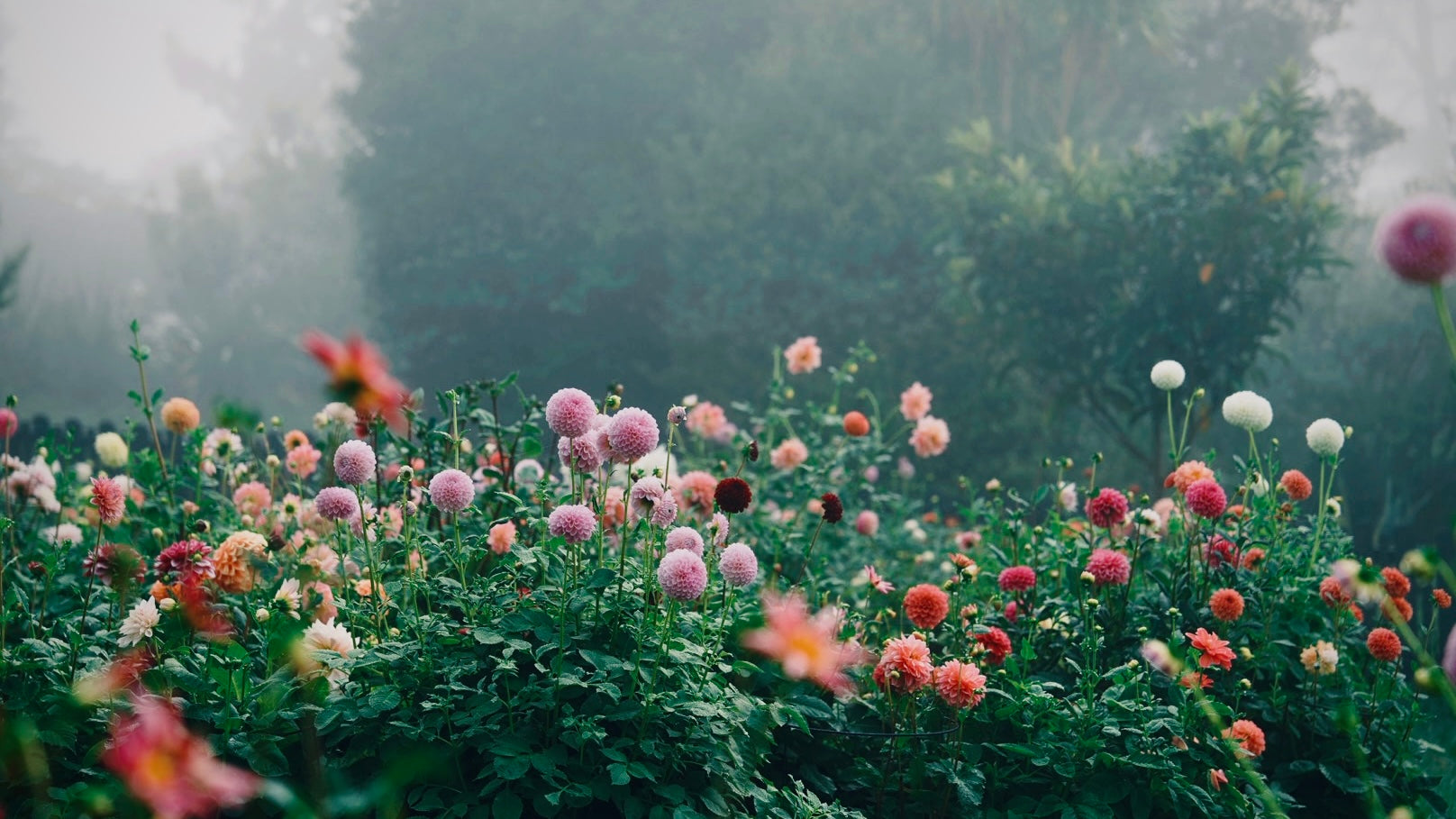 A view through the dahlia garden