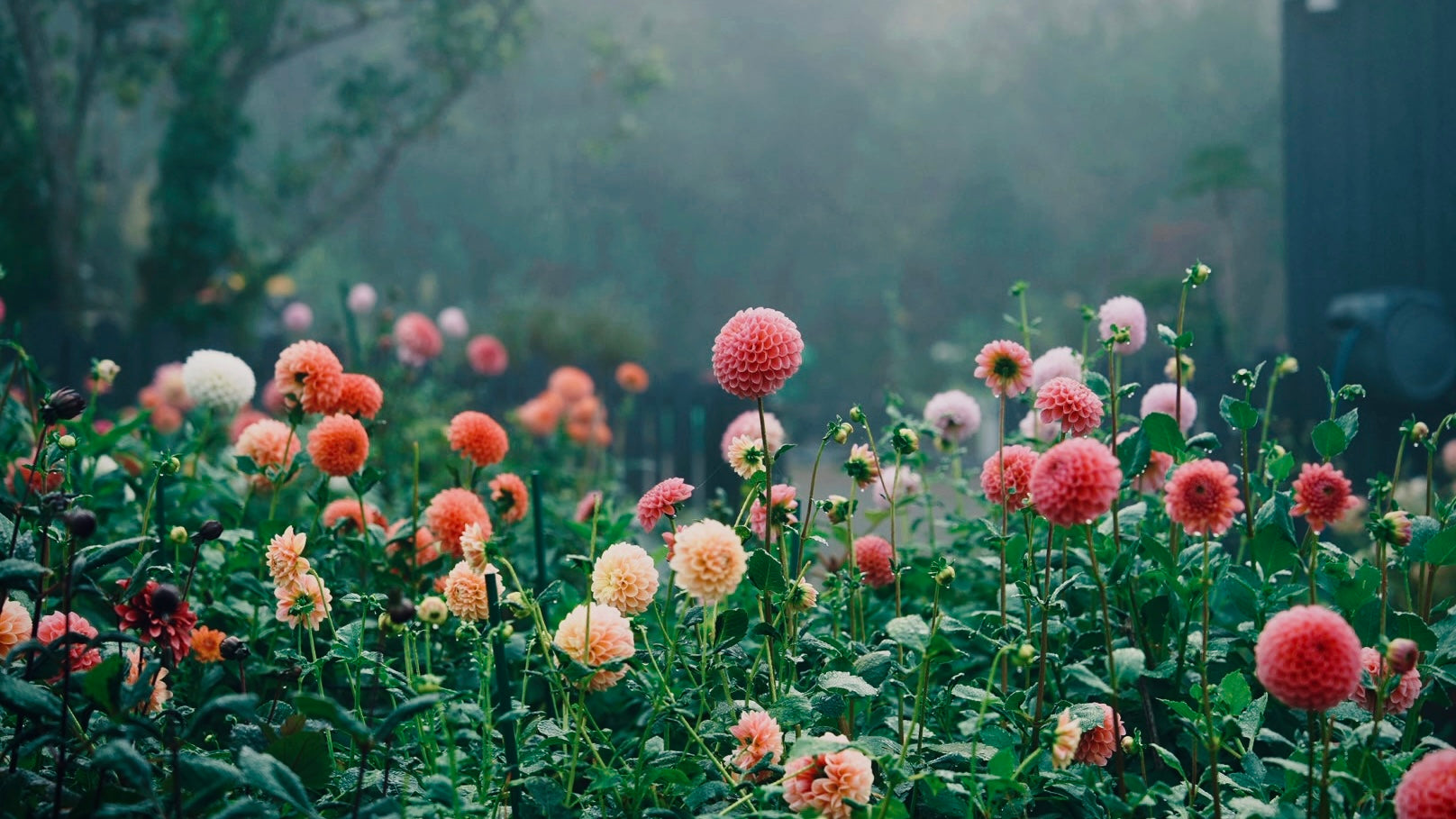 Dahlias arranged across the lawn