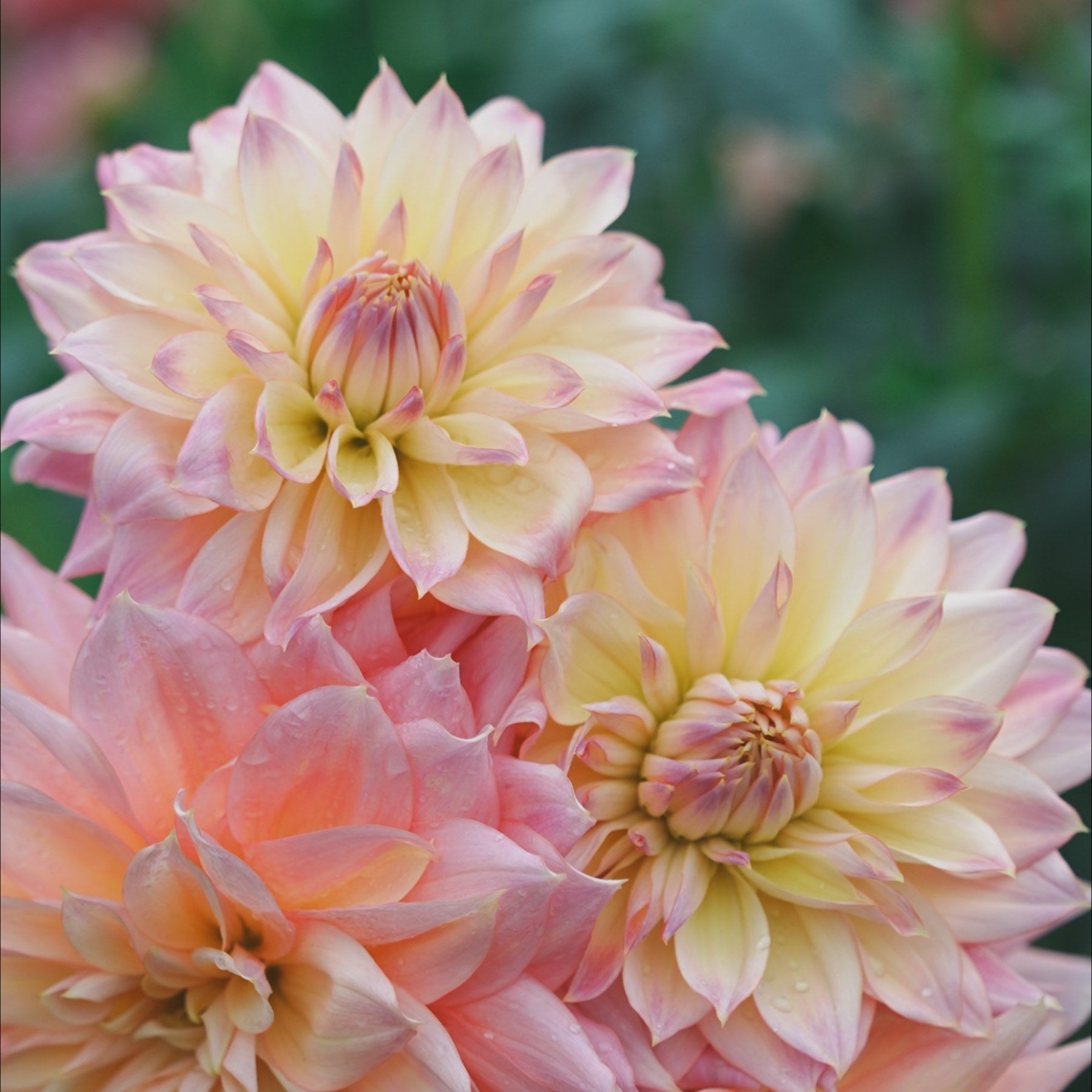 Amgard Delicate dahlia flower — Lazywood Blooms