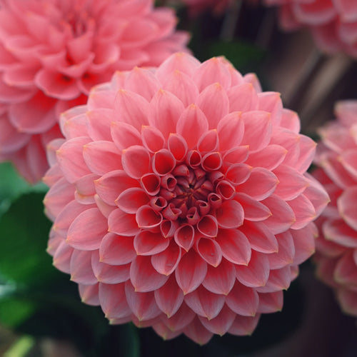 Askwith Minnie dahlia flower — Lazywood Blooms