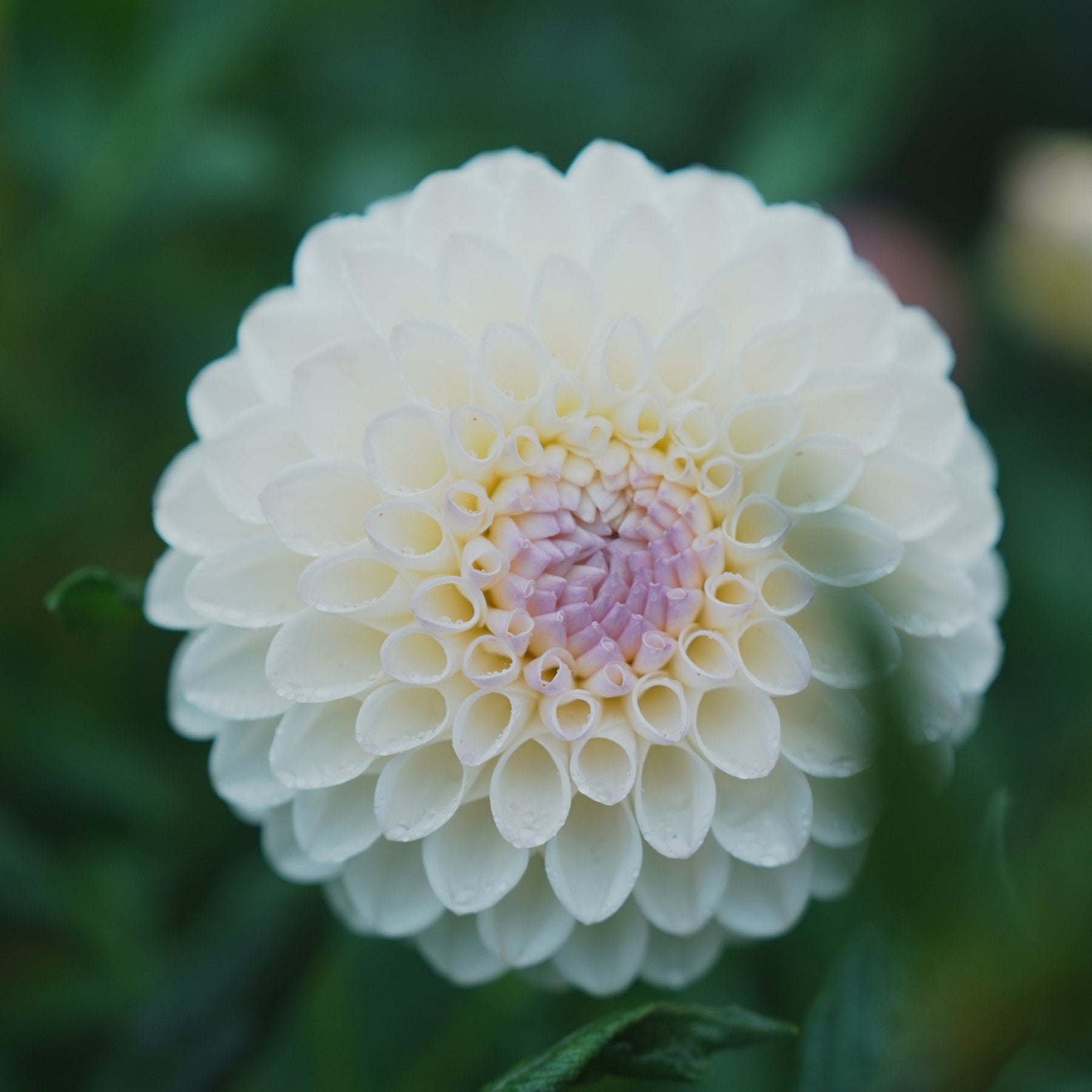 Blyton Everest dahlia flower — Lazywood Blooms