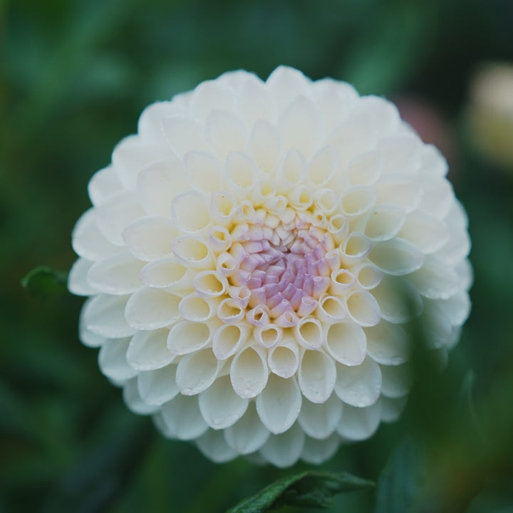 Blyton Everest dahlia flower — Lazywood Blooms