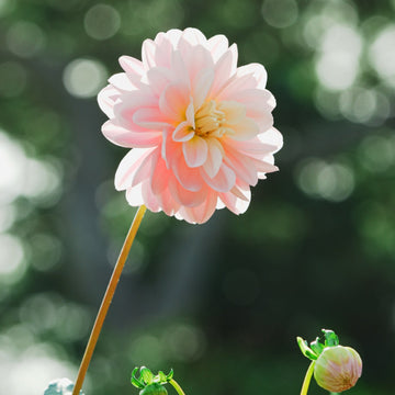 Bracken Ballerina dahlia flower — Lazywood Blooms