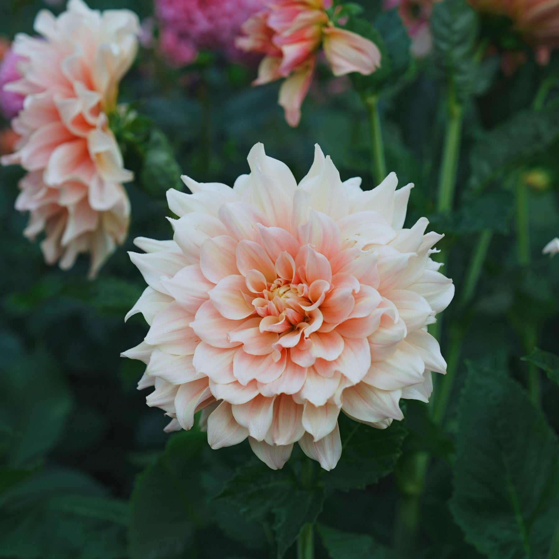 Break Out dahlia flower — Lazywood Blooms