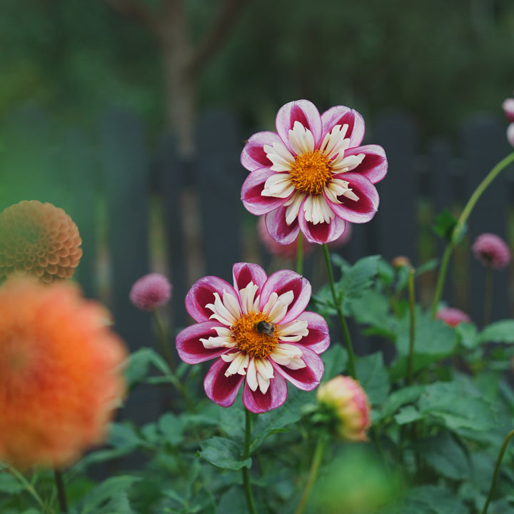 Bumble Rumble dahlia flower — Lazywood Blooms