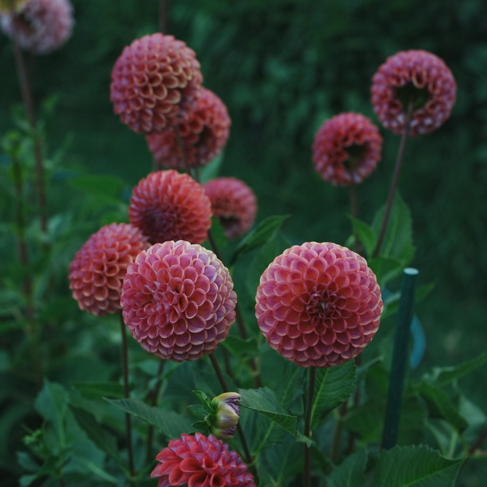 Caitlyn’s Joy dahlia flower — Lazywood Blooms