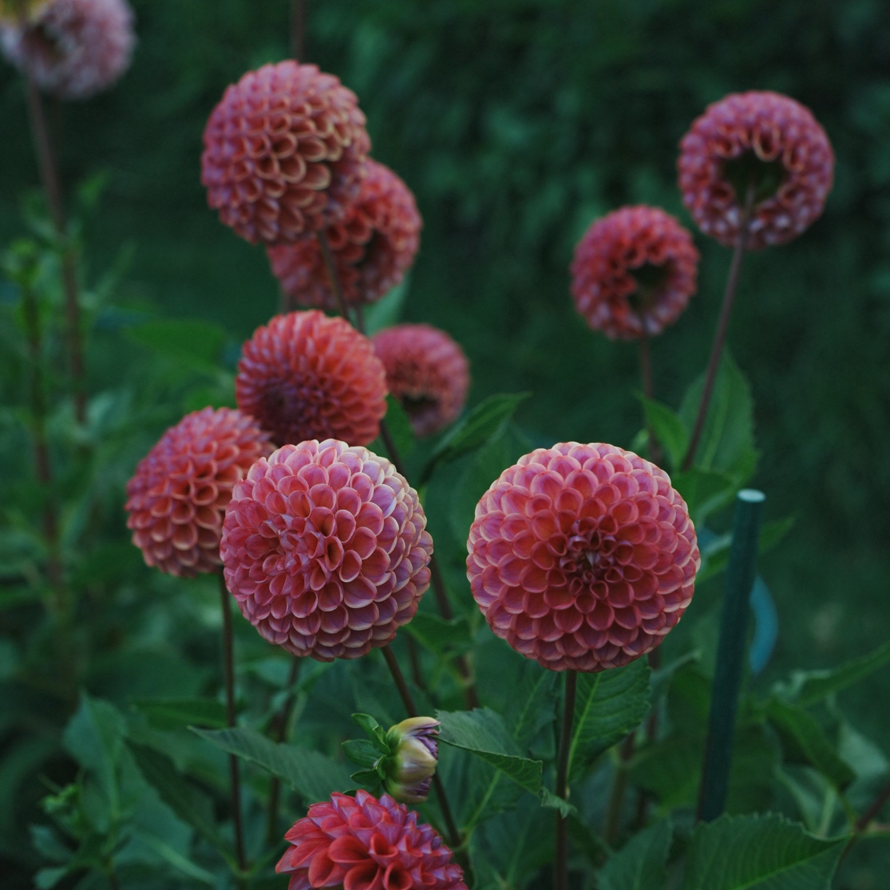 Caitlyn’s Joy dahlia flower — Lazywood Blooms