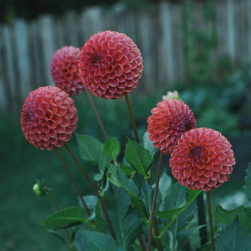 Caitlyn’s Joy dahlia flower — view 2