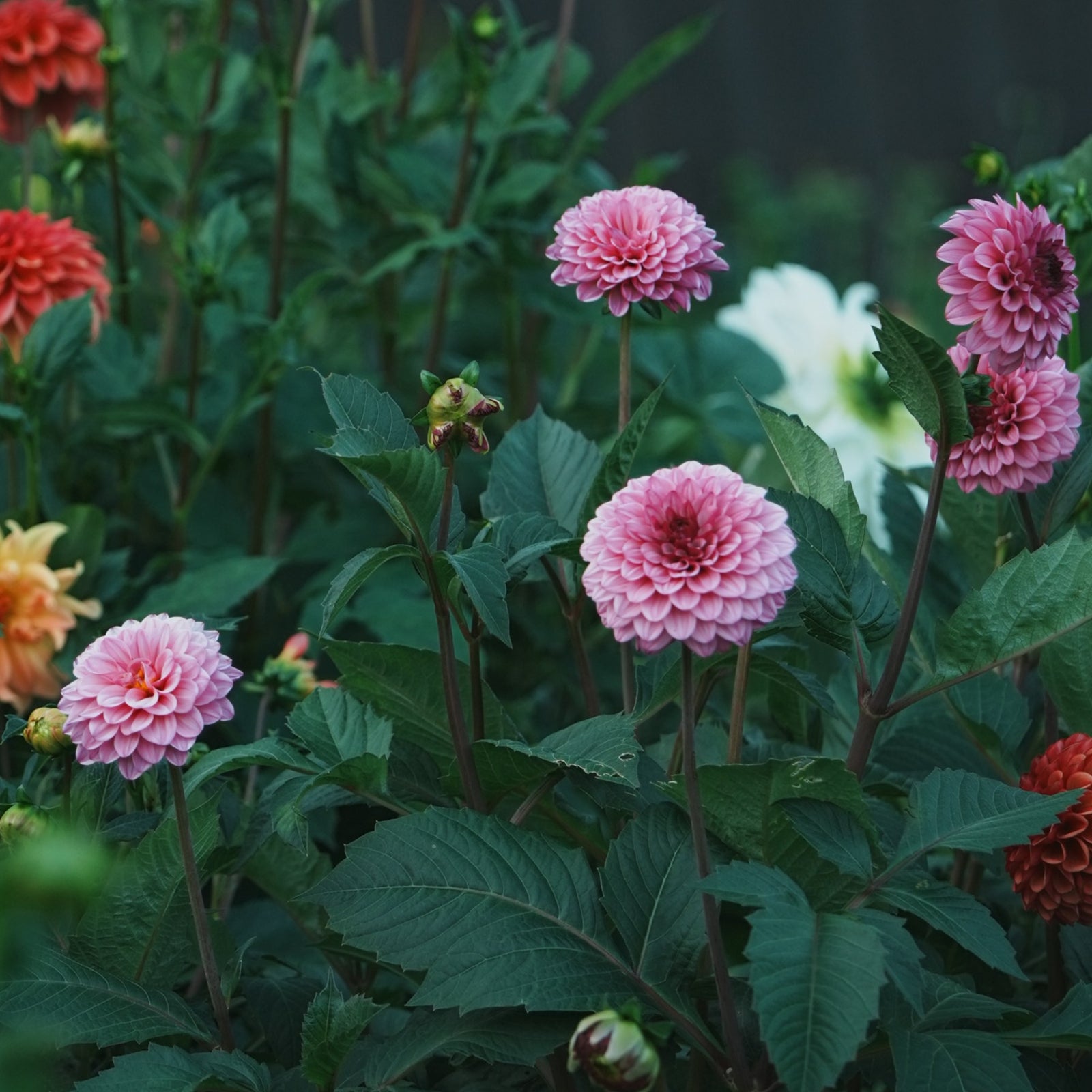 Chicago dahlia flower — Lazywood Blooms