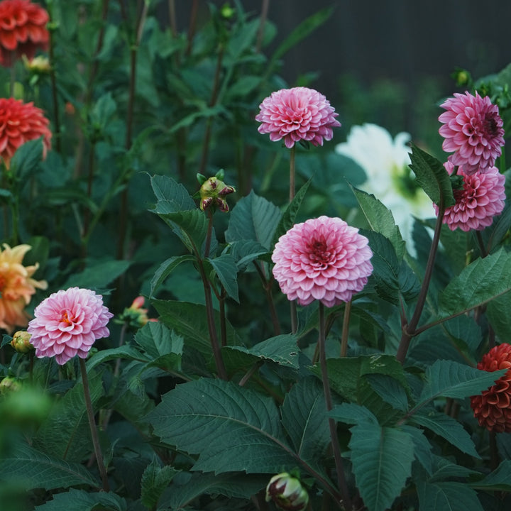 Chicago dahlia flower — Lazywood Blooms