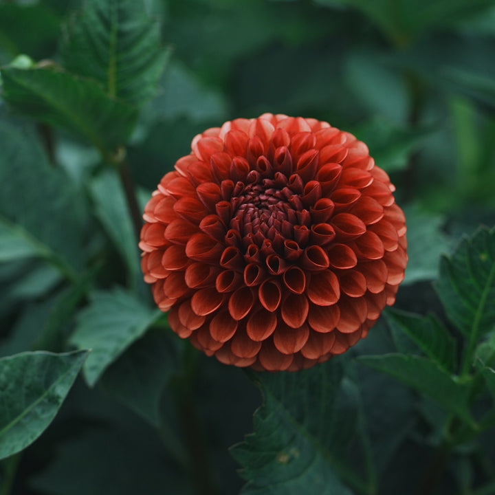 Copper Boy dahlia flower — Lazywood Blooms