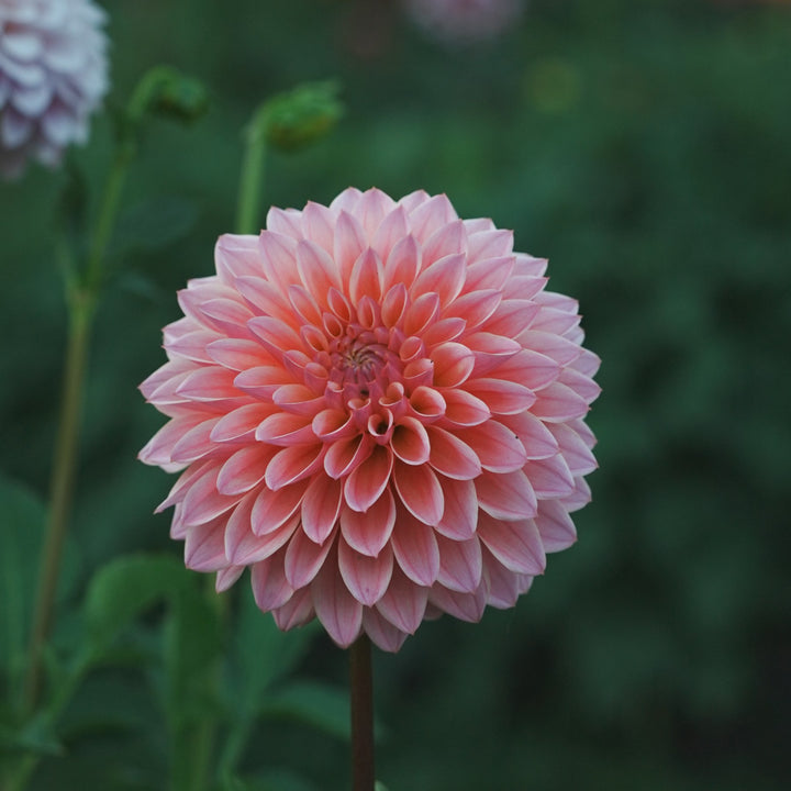 Coralie dahlia flower — Lazywood Blooms