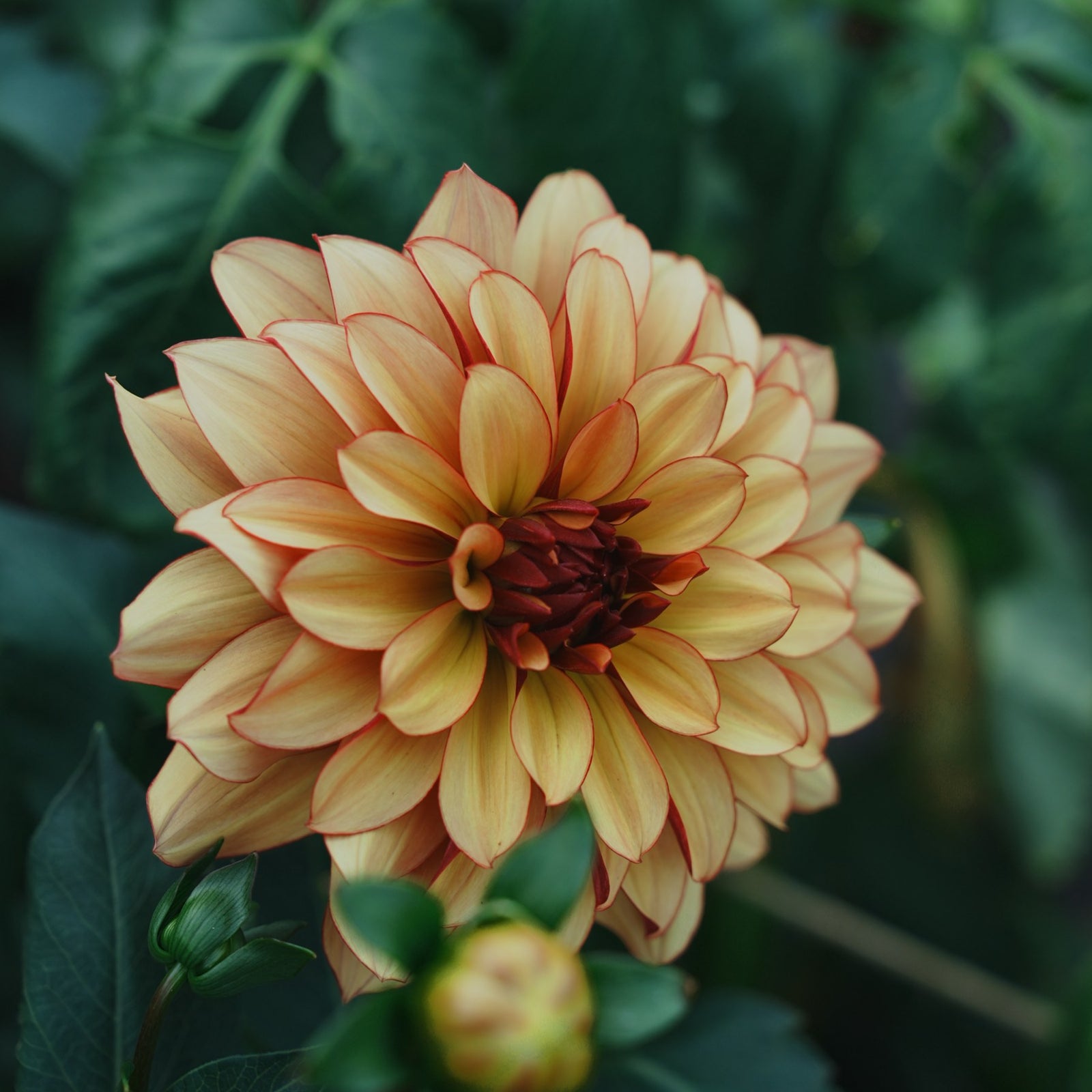 Crème de Cognac dahlia flower — Lazywood Blooms