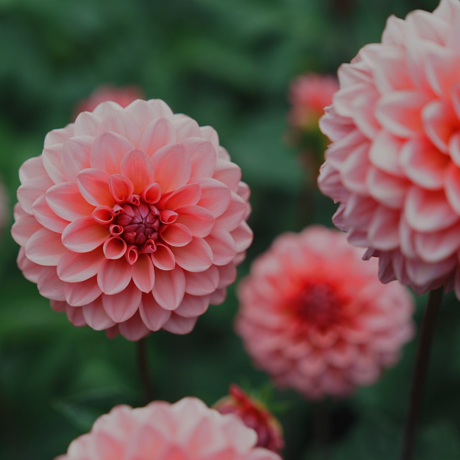 Doris Duke dahlia flower — Lazywood Blooms