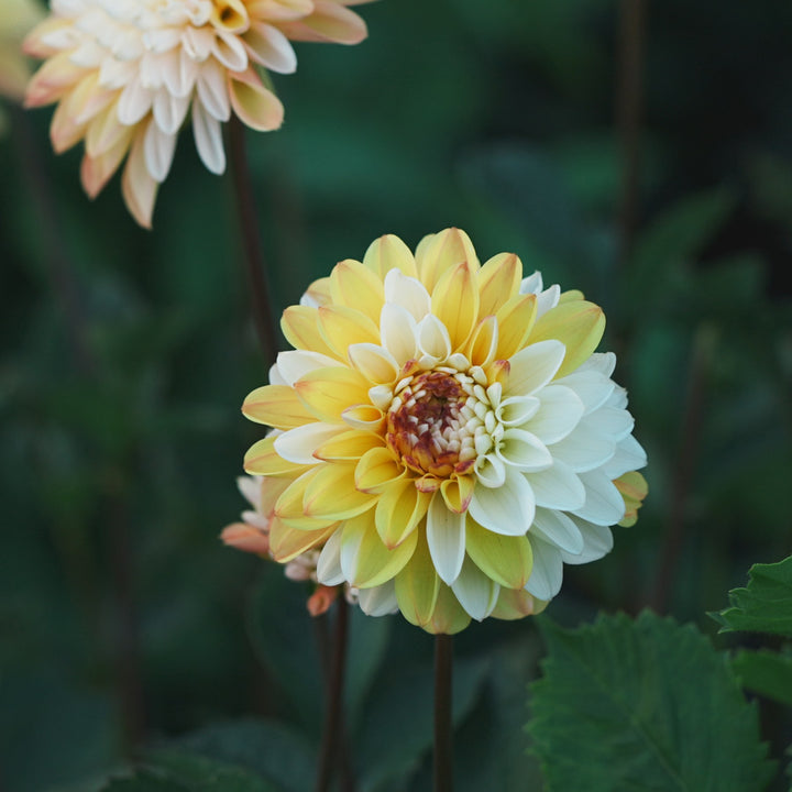 Double Jill dahlia flower — Lazywood Blooms