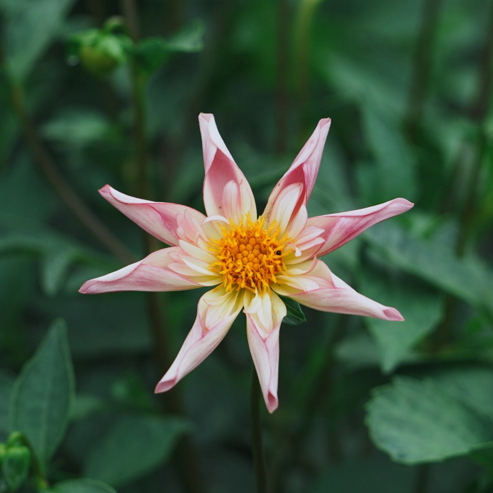 Fancy Pants dahlia flower — Lazywood Blooms