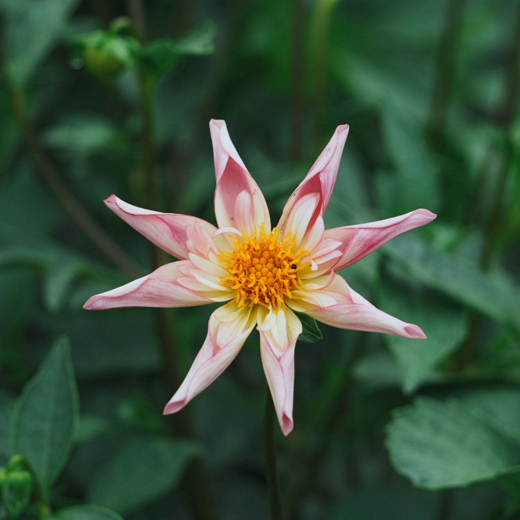 Fancy Pants dahlia flower — Lazywood Blooms