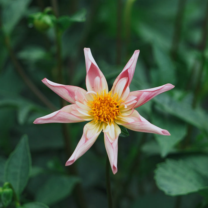 Fancy Pants dahlia flower — Lazywood Blooms