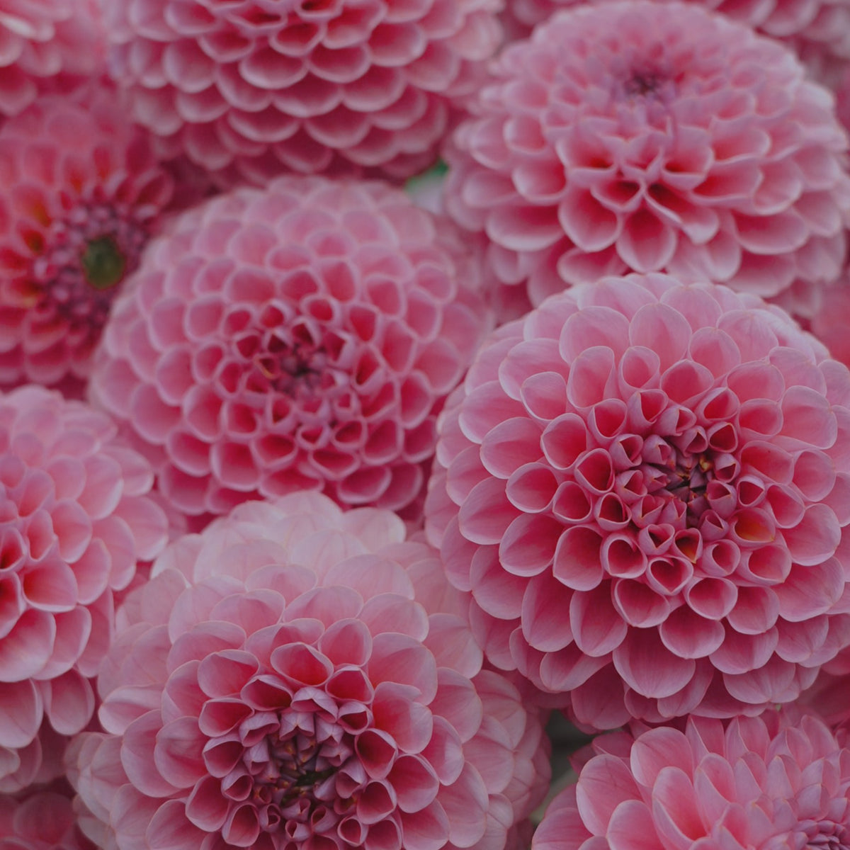 Hamari Rose dahlia flower — Lazywood Blooms