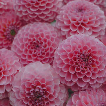 Hamari Rose dahlia flower — Lazywood Blooms