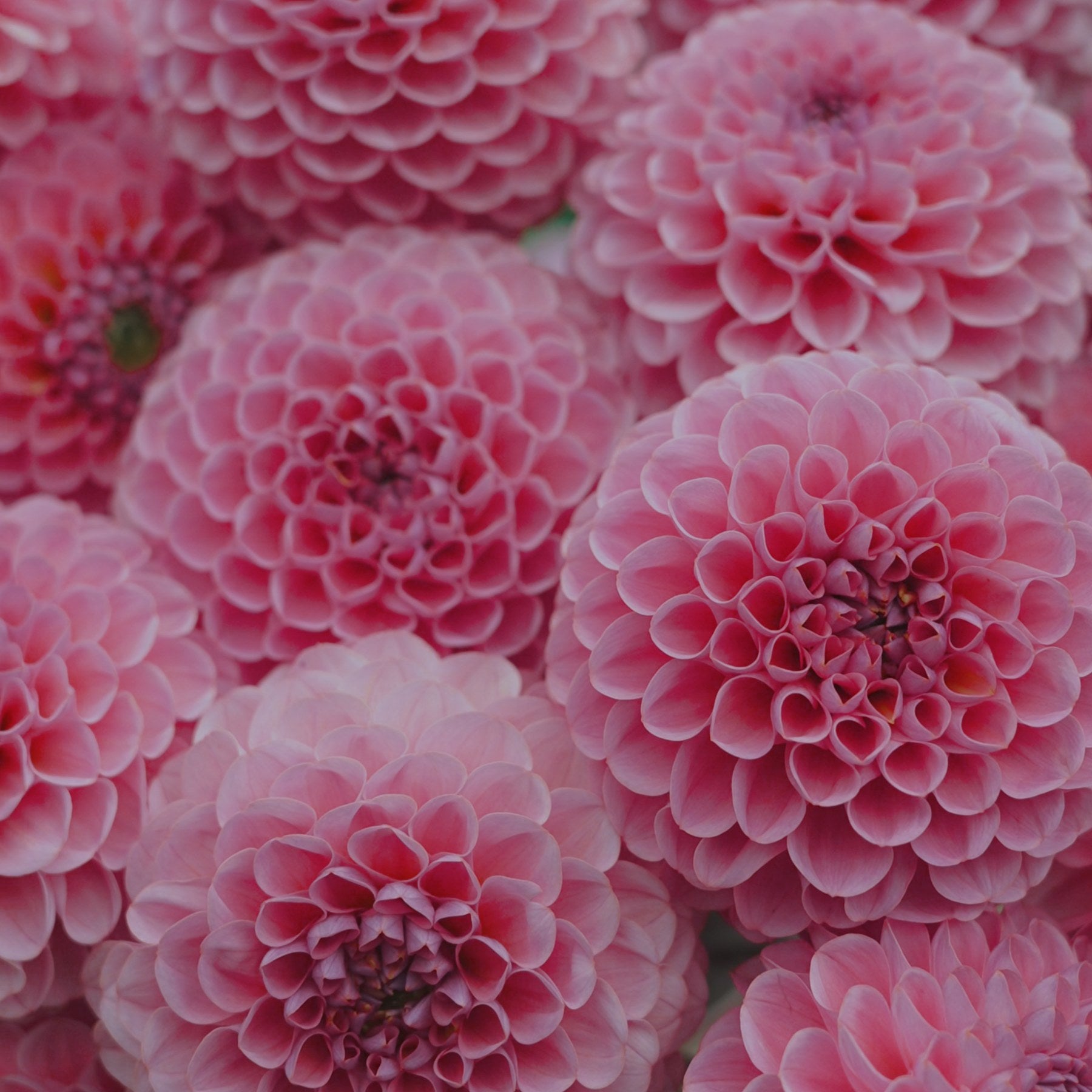 Hamari Rose dahlia flower — Lazywood Blooms