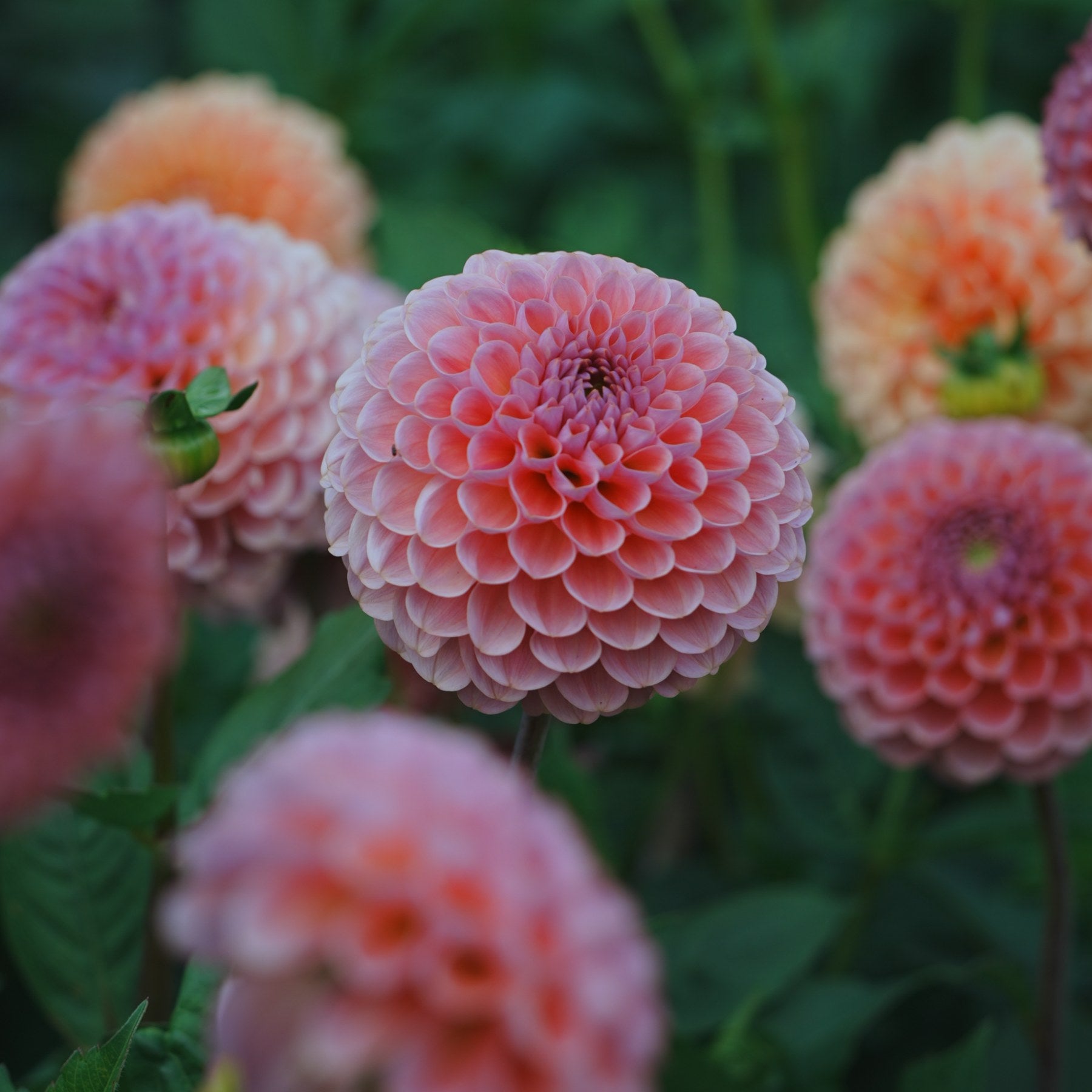 Hamari Rose dahlia flower — view 2