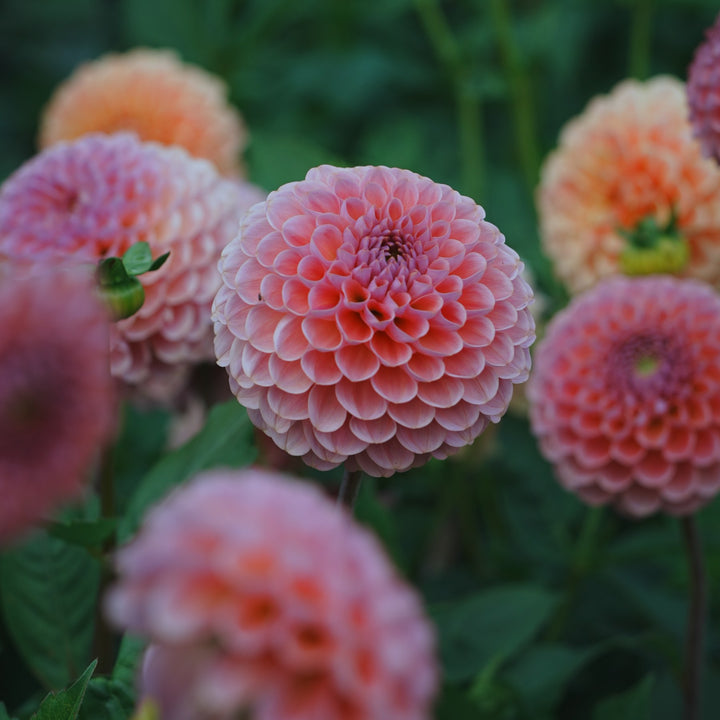 Hamari Rose dahlia flower — view 2