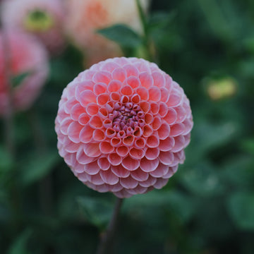 Hamari Rose dahlia flower — view 3