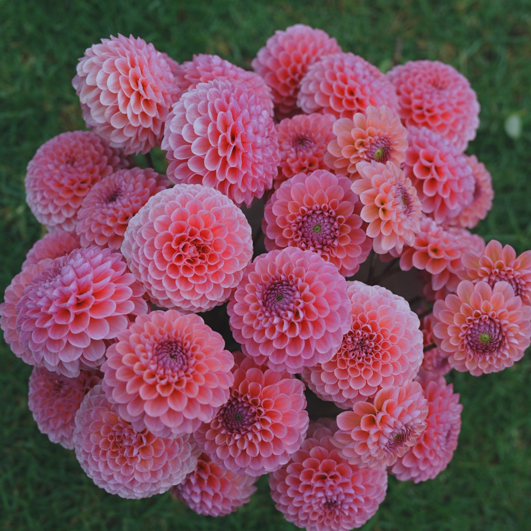 Hamari Rose dahlia flower — view 4