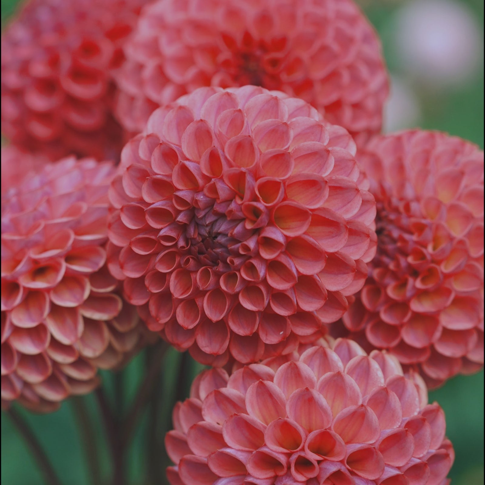 Hapet Coppery dahlia flower — Lazywood Blooms