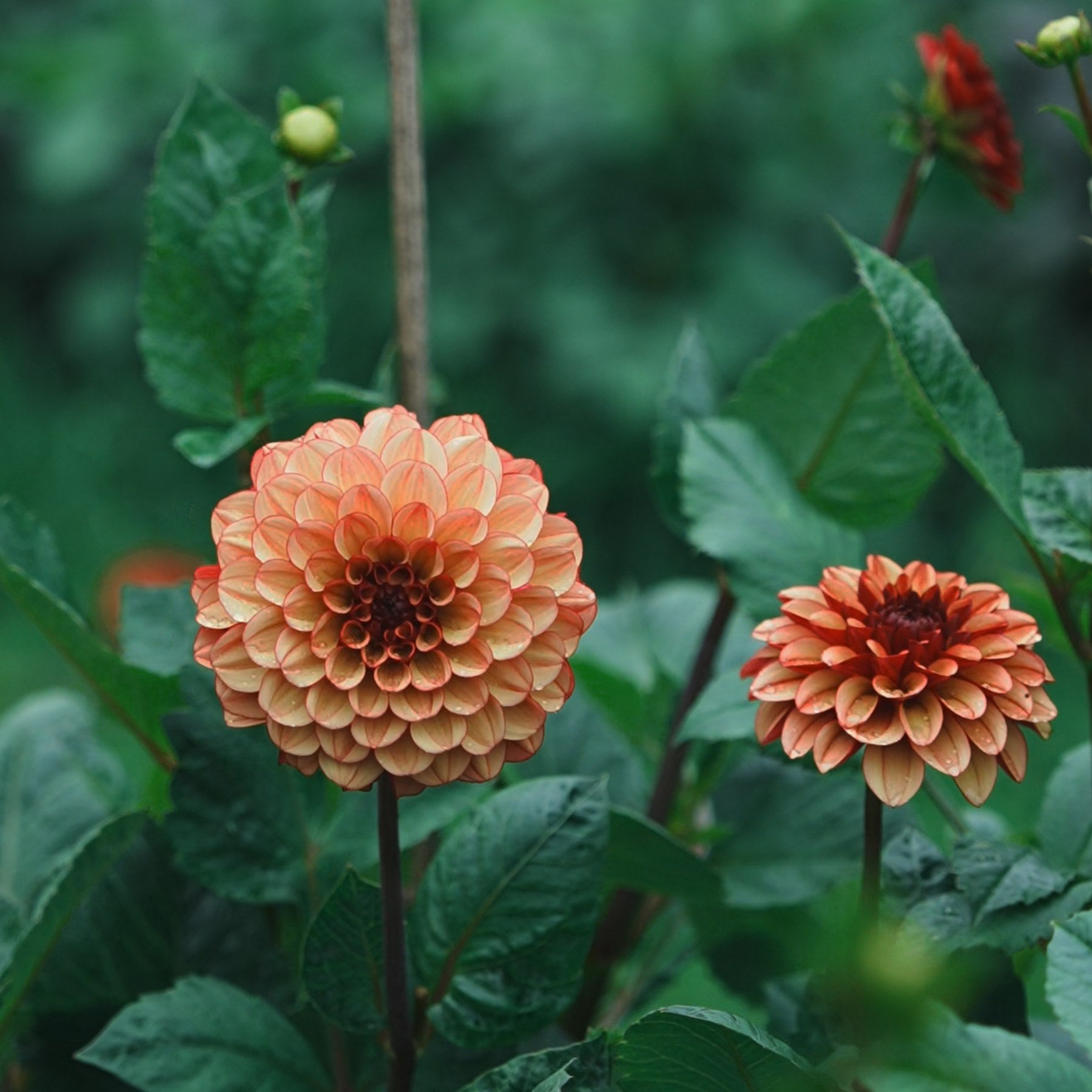 High Fidelity dahlia flower — Lazywood Blooms