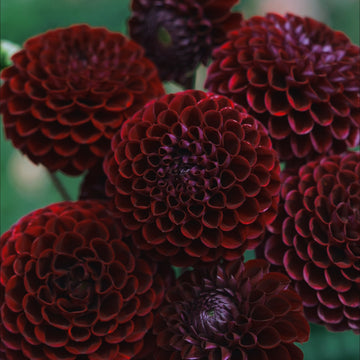 Ivanetti dahlia flower — Lazywood Blooms