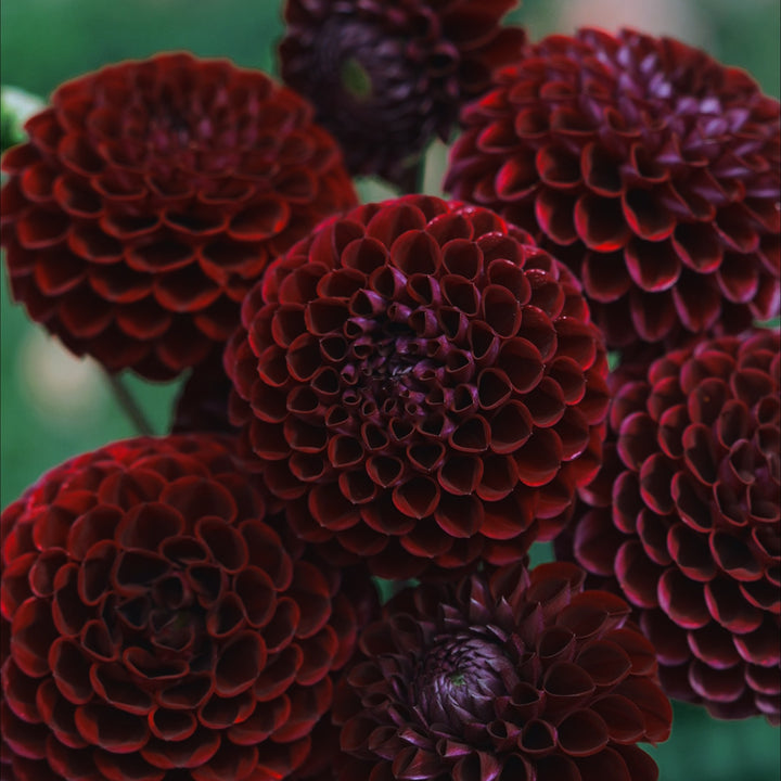 Ivanetti dahlia flower — Lazywood Blooms