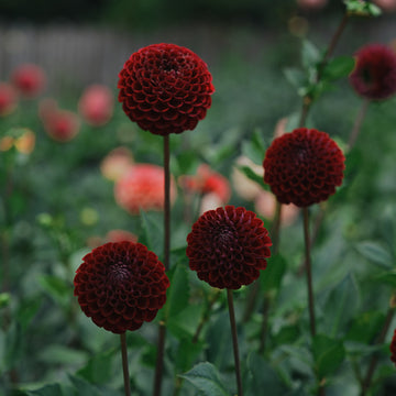Ivanetti dahlia flower — view 2