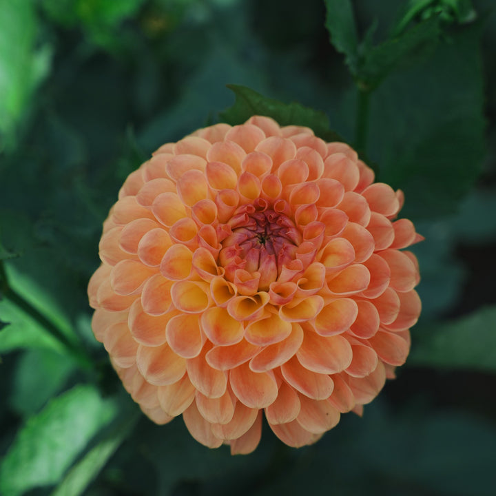 Jowey Nicky dahlia flower — Lazywood Blooms
