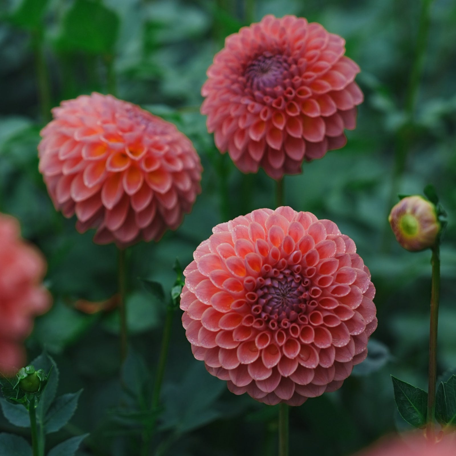 Jowey Winnie dahlia flower — Lazywood Blooms