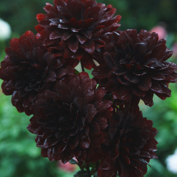 Karma Chocolate dahlia flower — Lazywood Blooms