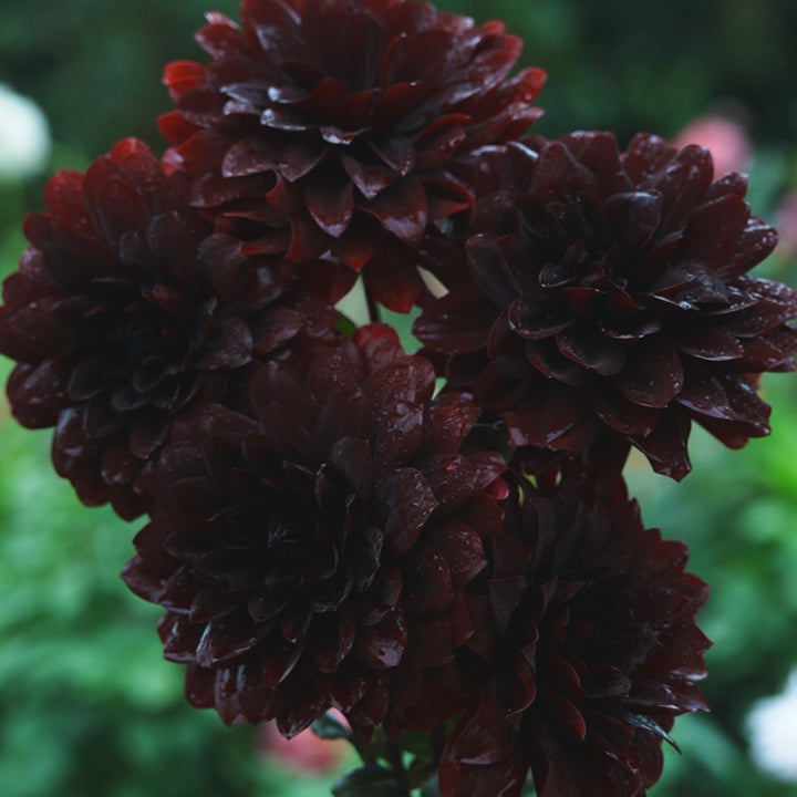 Karma Chocolate dahlia flower — Lazywood Blooms