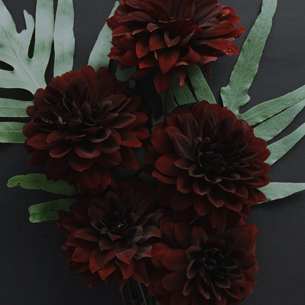 Karma Chocolate dahlia flower — view 2
