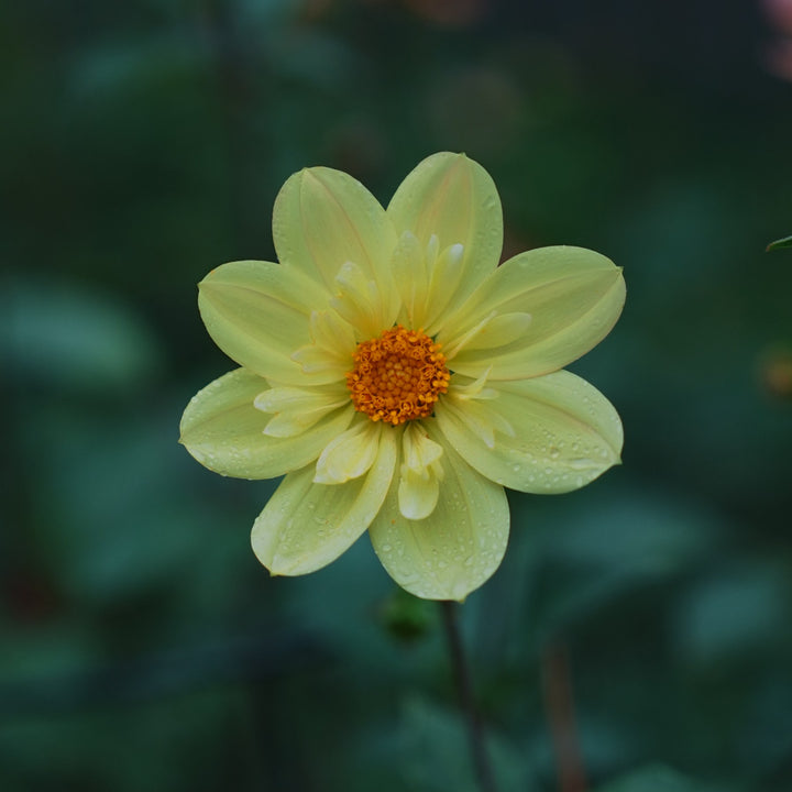 Kelsey Sunshine dahlia flower — Lazywood Blooms