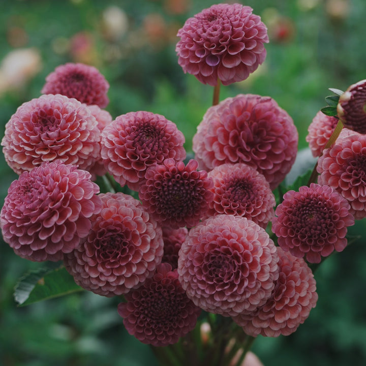 Kokopuff dahlia flower — Lazywood Blooms